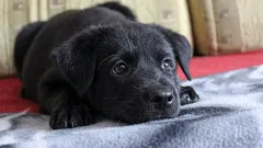 Čo si pes myslí a čo cíti, keď ho necháte doma samého