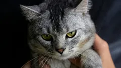 Zaujímavé fakty o tom, prečo mačky na svojom území neprijímajú iné mačky.